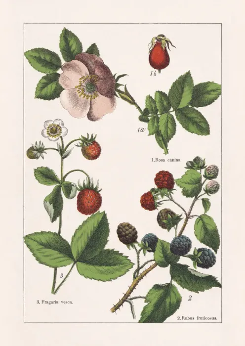 Framed Print : Rosaceae, chromolithograph, published in 1895 Framed Print : Rosaceae, chromolithograph, published in 1895