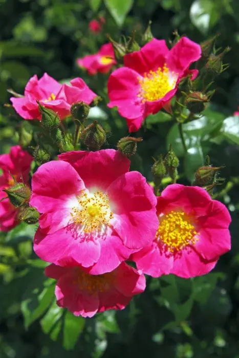 Framed Print : Rose, American Pillar variety (Rosa cultivar American Pillar), rambling rose, climbing rose Framed Print : Rose, American Pillar variety (Rosa cultivar American Pillar), rambling rose, climbing rose