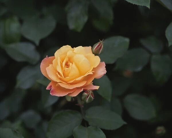 Rose, Anne Frank
