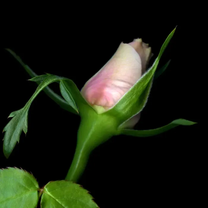 Framed Print : Rose bud in black background Framed Print : Rose bud in black background