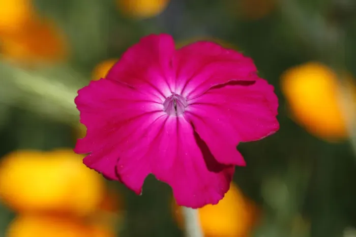 Framed Print : Rose Campion -Silene coronaria- flower