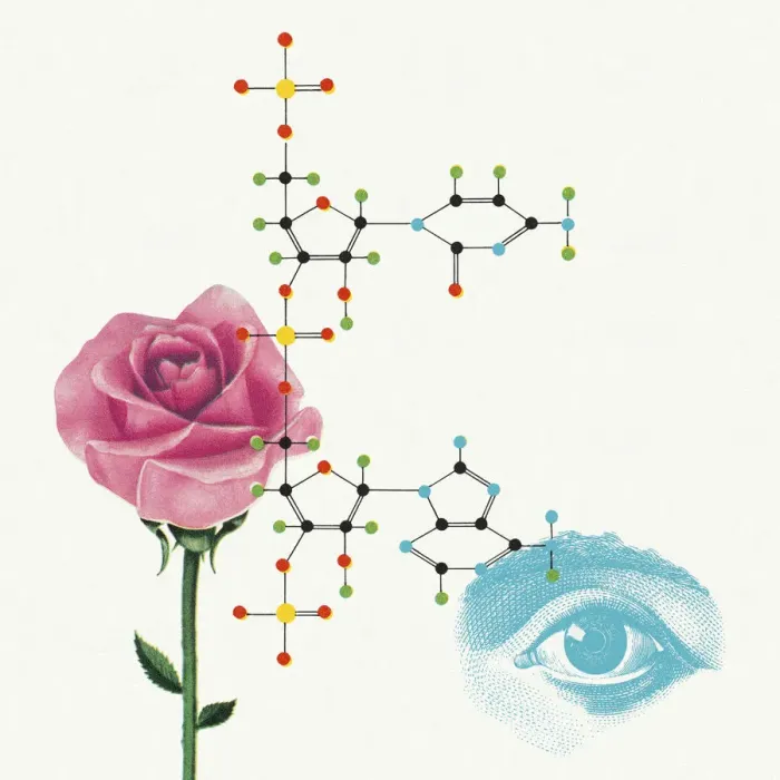 Framed Print : Rose and Eye Framed Print : Rose and Eye