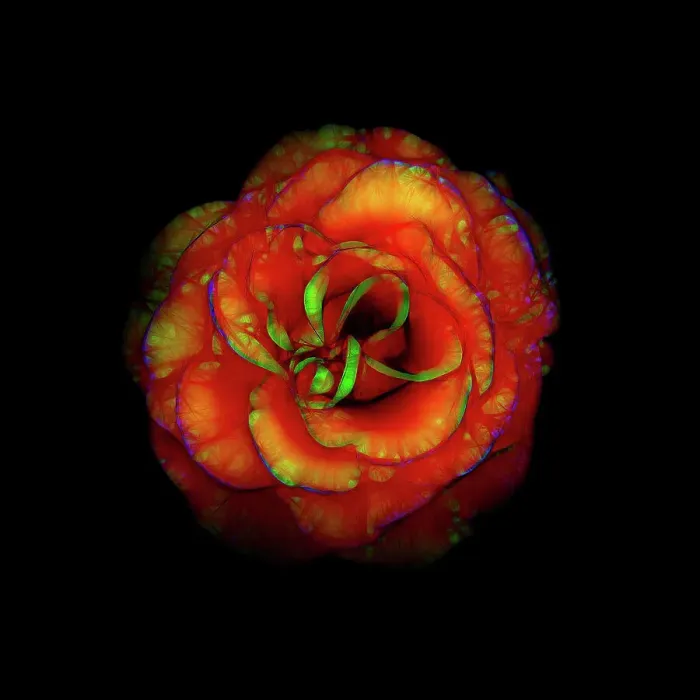 Framed Print : Rose Flower Abstract Framed Print : Rose Flower Abstract
