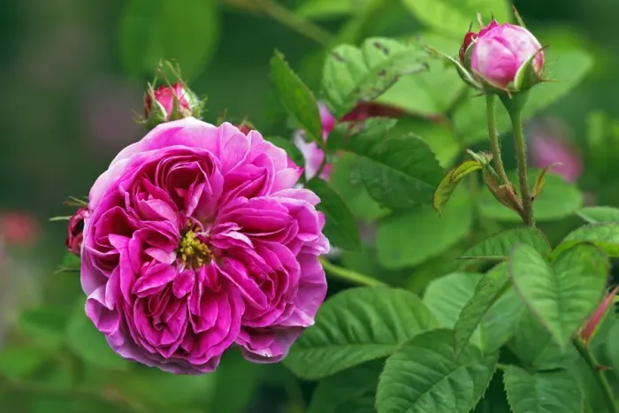 Framed Print : Rose, Gallica rose variety Duc de Fitzjames, historic rose variety from 1837 with fragrant flowers (Rosa gallica cultivar Duc de Fitzjames) Framed Print : Rose, Gallica rose variety Duc de Fitzjames, historic rose variety from 1837 with fragrant flowers (Rosa gallica cultivar Duc de Fitzjames)