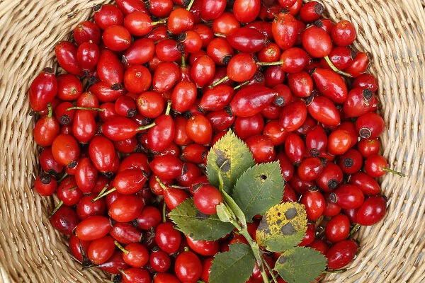 Rose hips of the Dog Rose -Rosa canina- in a wicker basket, Bavaria, Germany