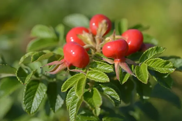 Framed Print : Rose hips of the Rugosa Rose -Rosa rugosa- Framed Print : Rose hips of the Rugosa Rose -Rosa rugosa-