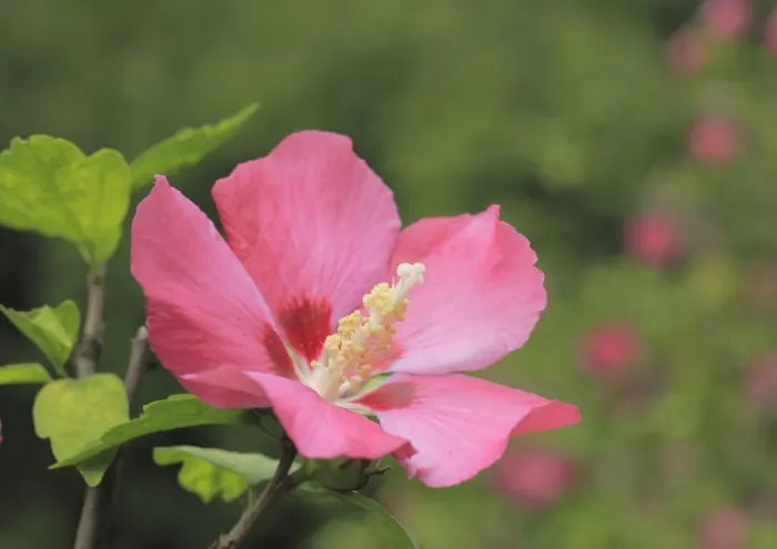 Framed Print : Rose mallow -Hibiscus syriacus-, NRW, Germany Framed Print : Rose mallow -Hibiscus syriacus-, NRW, Germany