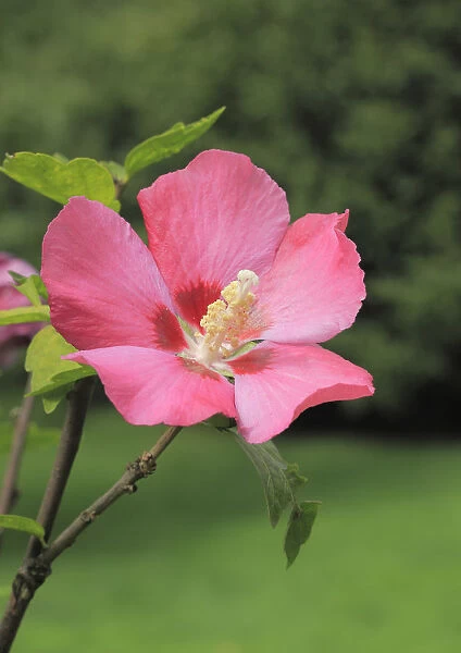 Rose mallow -Hibiscus syriacus-, NRW, Germany