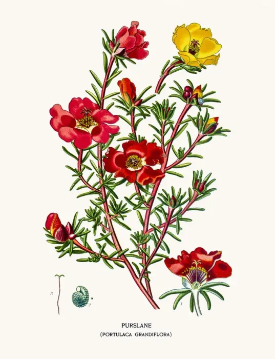 Framed Print : Rose moss purslane Framed Print : Rose moss purslane