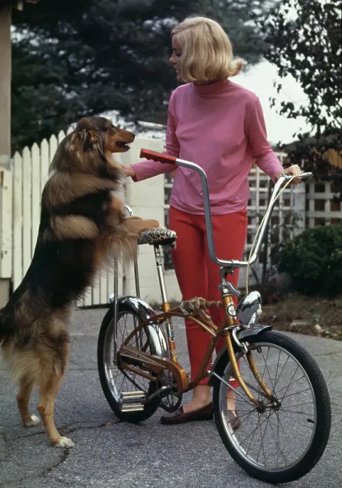 Framed Print : Rose Queen Barbara Hewitt With Dog Framed Print : Rose Queen Barbara Hewitt With Dog