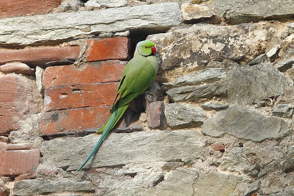 Rose-ringed Parakeet or Ring-necked Parakeet -Psittacula krameri- perched on a stone wall, Germany, Europe