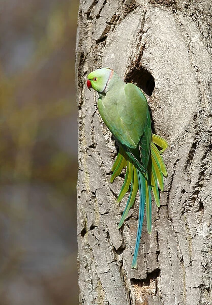 Rose-ringed Parakeet or Ring-necked Parakeet -Psittacula krameri- perched outside its tree hole in the palace park, Schlosspark Biebrich, Wiesbaden, Hesse, Germany, Europe