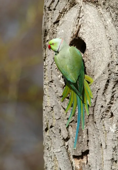 Framed Print : Rose-ringed Parakeet or Ring-necked Parakeet -Psittacula krameri- perched outside its tree hole in the palace park, Schlosspark Biebrich, Wiesbaden, Hesse, Germany, Europe Framed Print : Rose-ringed Parakeet or Ring-necked Parakeet -Psittacula krameri- perched outside its tree hole in the palace park, Schlosspark Biebrich, Wiesbaden, Hesse, Germany, Europe