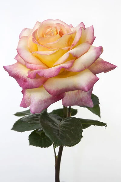 Rose -Rosa-