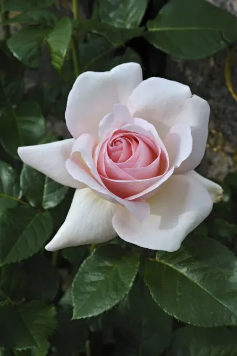 Framed Print : Rose -Rosa- Framed Print : Rose -Rosa-