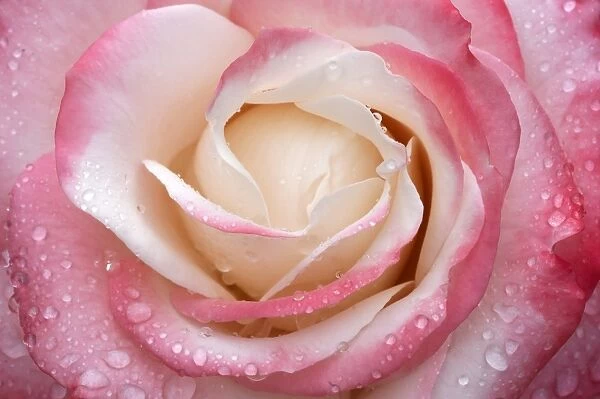 Rose -Rosa-, flower with water droplets, close-up