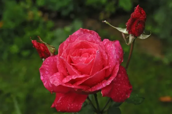 Framed Print : Rose (Rosa) Peter Frankenfeld, rose blossom with rain drops Framed Print : Rose (Rosa) Peter Frankenfeld, rose blossom with rain drops