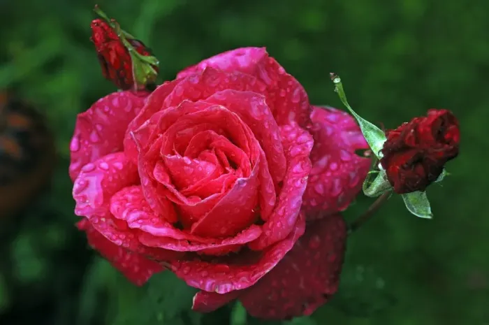 Framed Print : Rose (Rosa) Peter Frankenfeld, rose blossom with rain drops Framed Print : Rose (Rosa) Peter Frankenfeld, rose blossom with rain drops