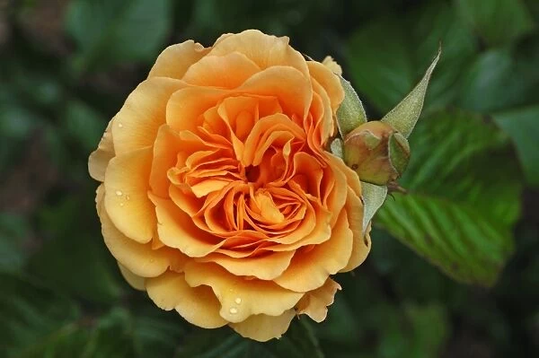 Rose -Rosa-, variety Amber Queen, flower with bud and raindrops