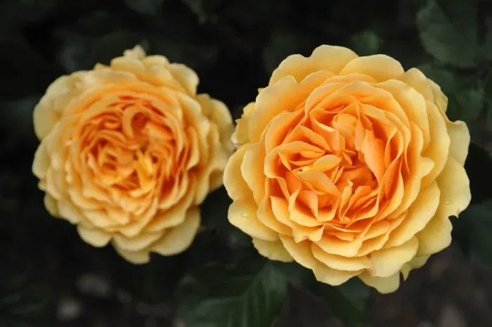 Framed Print : Rose -Rosa-, variety Amber Queen Framed Print : Rose -Rosa-, variety Amber Queen