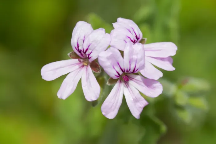 Framed Print : Rose-scented Pelargonium -Pelargonium capitatum-, flowering, Thuringia, Germany Framed Print : Rose-scented Pelargonium -Pelargonium capitatum-, flowering, Thuringia, Germany