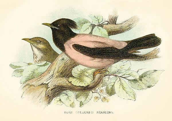 Rose starling engraving 1896