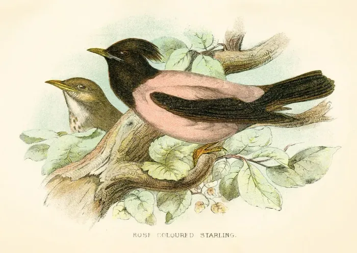 Framed Print : Rose starling engraving 1896 Framed Print : Rose starling engraving 1896