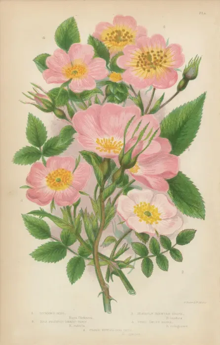 Framed Print : Rose, Sweetbriar and Rose Bush, Victorian Botanical Illustration Framed Print : Rose, Sweetbriar and Rose Bush, Victorian Botanical Illustration