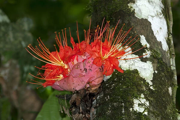 Rose of Venezuela -Brownea macrophylla-, blossom, cauliflorous, Tiputini rainforest, Yasuni National Park, Ecuador, South America