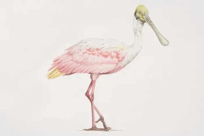 Framed Print : Roseate Spoonbill (Ajaia ajaja), tall bird with a pink and white body and a green head and long beak Framed Print : Roseate Spoonbill (Ajaia ajaja), tall bird with a pink and white body and a green head and long beak