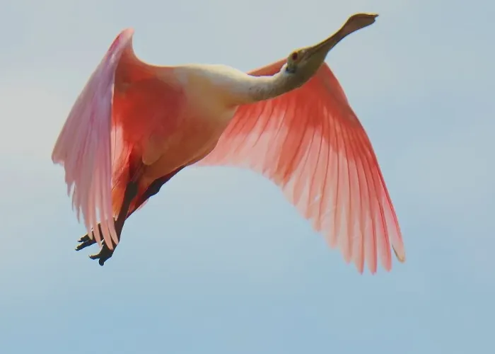Framed Print : Roseate Spoonbill in flight Framed Print : Roseate Spoonbill in flight