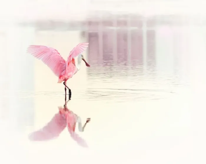 Framed Print : Roseate Spoonbill and Her Reflection Framed Print : Roseate Spoonbill and Her Reflection