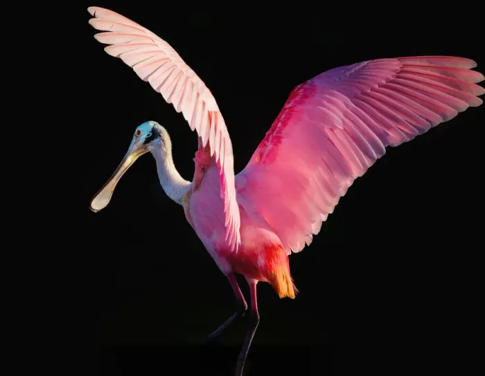Framed Print : Roseate Spoonbill with Wings Outstretched Framed Print : Roseate Spoonbill with Wings Outstretched