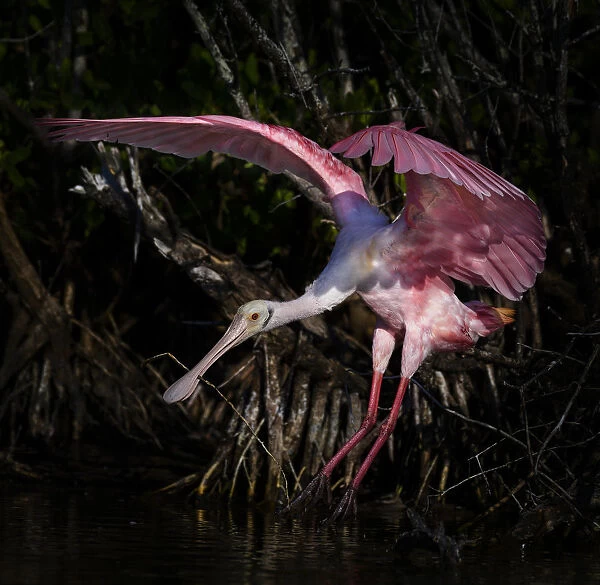 Roseate Spoonbill Wings Spread Against Dark Background at Fort Myers Beach, Florida