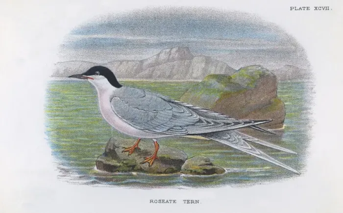 Framed Print : Roseate Tern Framed Print : Roseate Tern