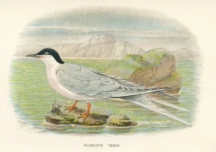 Framed Print : Roseate tern birds from Great Britain 1897 Framed Print : Roseate tern birds from Great Britain 1897
