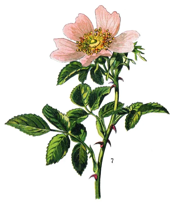 Framed Print : Rosehip. Antique illustration of a Medicinal and Herbal Plants Framed Print : Rosehip. Antique illustration of a Medicinal and Herbal Plants