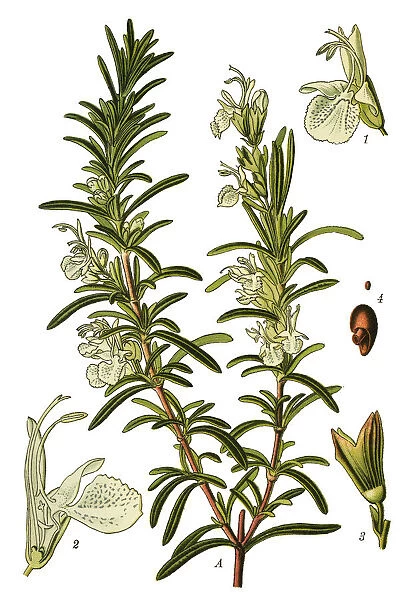rosemary. Antique illustration of a Medicinal and Herbal Plants.