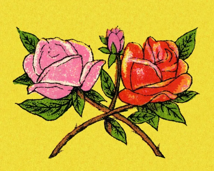 Framed Print : Two Roses Framed Print : Two Roses