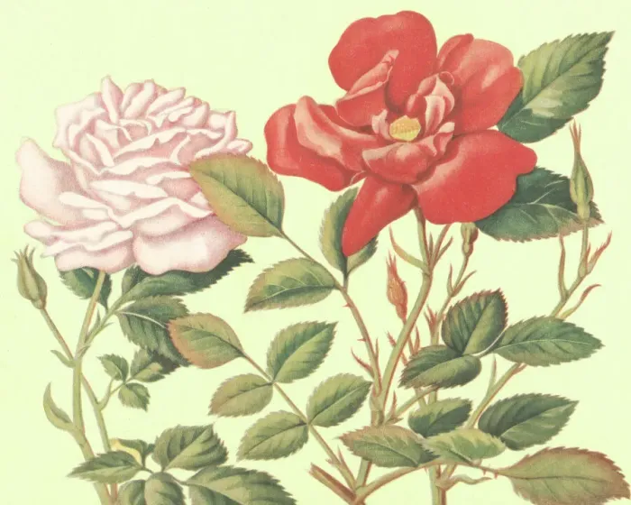 Framed Print : Roses