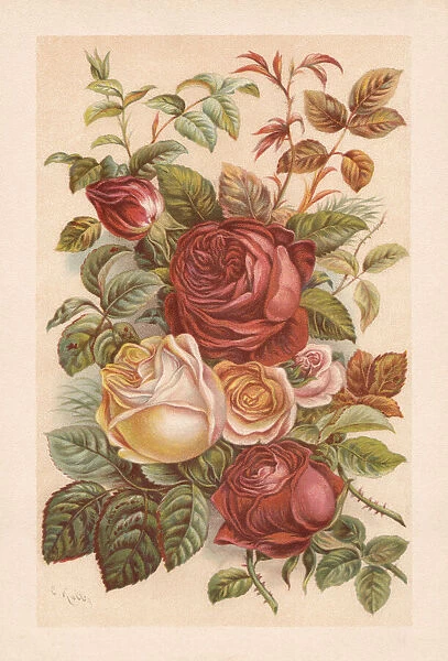 Roses, chromolithograph, published in 1894