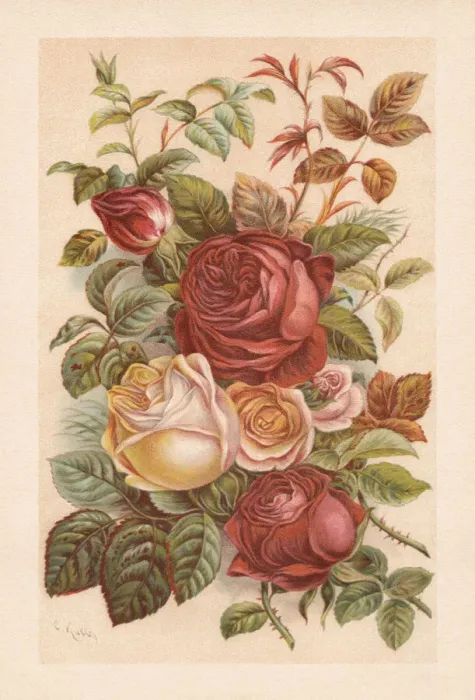 Framed Print : Roses, chromolithograph, published in 1894 Framed Print : Roses, chromolithograph, published in 1894