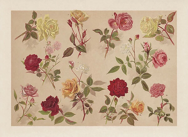 Roses, chromolithograph, published in 1899