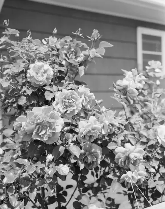 Framed Print : Roses growing outside house Framed Print : Roses growing outside house