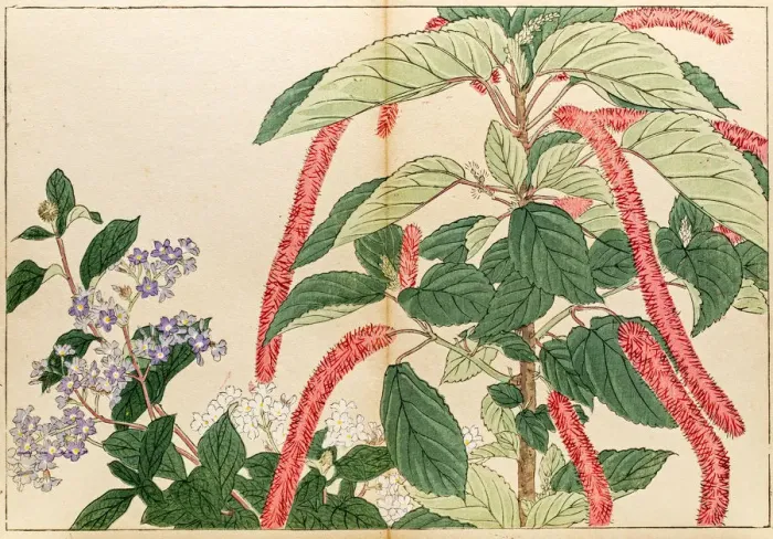 Framed Print : Roses japanese woodblock print Framed Print : Roses japanese woodblock print