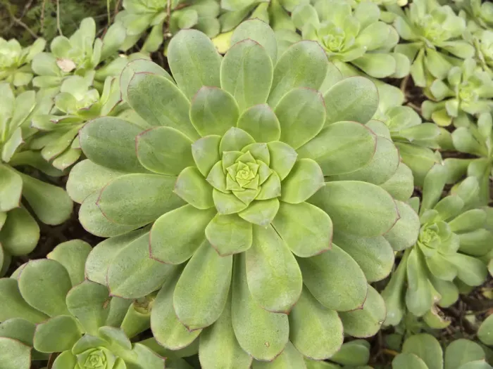 Framed Print : Rosette of Aeonium, La Gomera, Canary Islands, Spain, Europe, La Gomera, Agulo, Canary Islands, Spain Framed Print : Rosette of Aeonium, La Gomera, Canary Islands, Spain, Europe, La Gomera, Agulo, Canary Islands, Spain