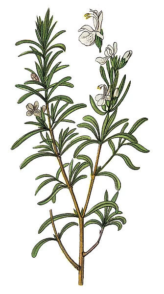 Rosmarinus officinalis, commonly known as rosemary