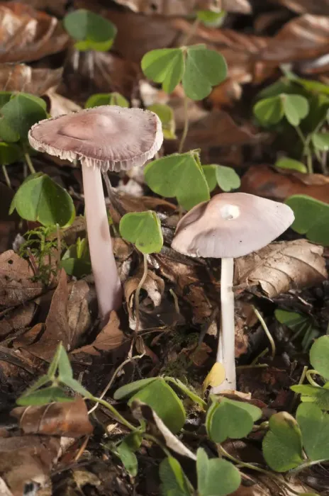 Framed Print : Rosy Bonnet -Mycena rosea-, Untergroeningen, Baden-Wuerttemberg, Germany, Europe Framed Print : Rosy Bonnet -Mycena rosea-, Untergroeningen, Baden-Wuerttemberg, Germany, Europe