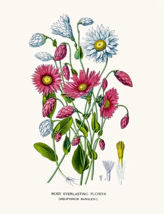 Framed Print : Rosy Everlasting Flower Framed Print : Rosy Everlasting Flower