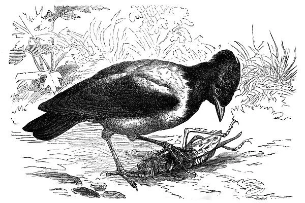 Rosy starling (Pastor roseus)